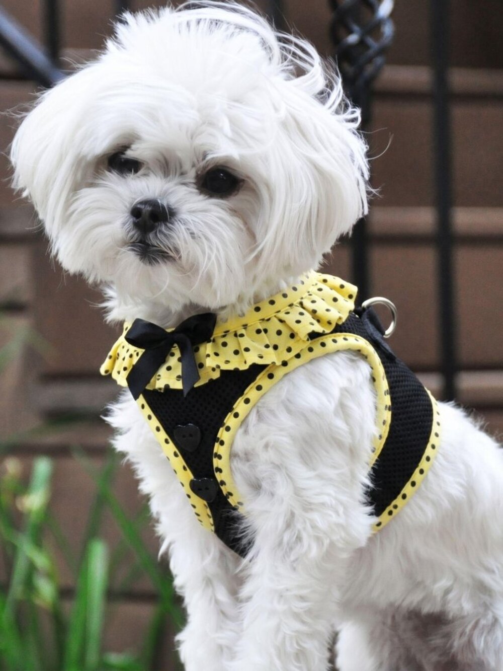 Doggie Design American River Choke Free Dog Harness - Yellow and Black Polka Dot